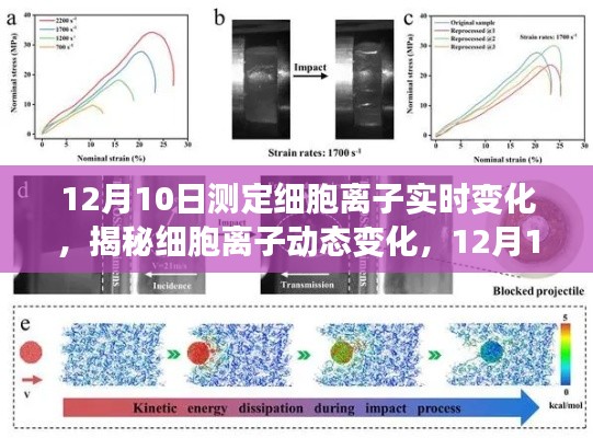 揭秘细胞离子动态变化的科学观察之旅，12月10日的实时测定与探索