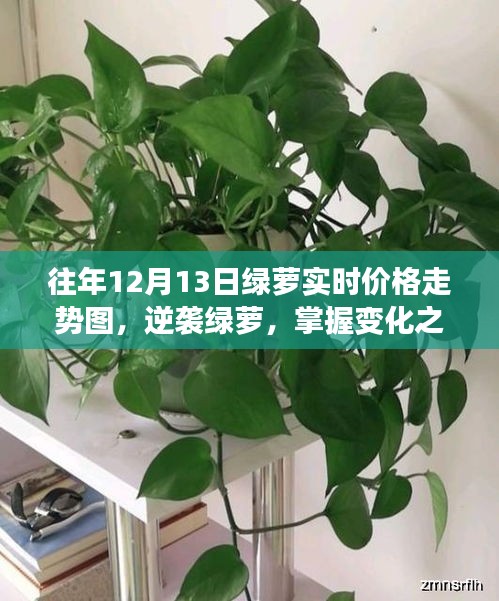 历年12月13日绿萝实时价格走势图分析，逆袭的智慧与变化之美的启示