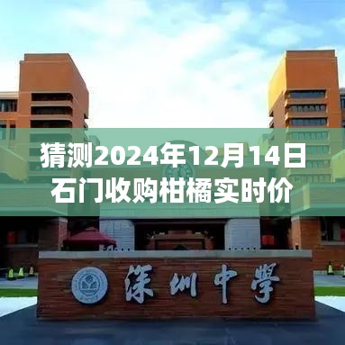 揭秘石门柑橘幕后故事，预测2024年12月14日收购价格走势及实时市场动态分析