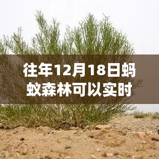 穿越数字森林见证变化力量，蚂蚁森林实时观察与记录