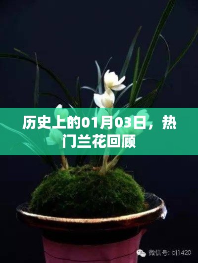 热门兰花回顾，历史上的1月3日