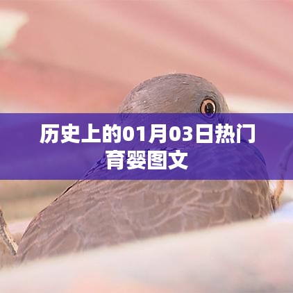精选育婴图文，历史一月三日回顾