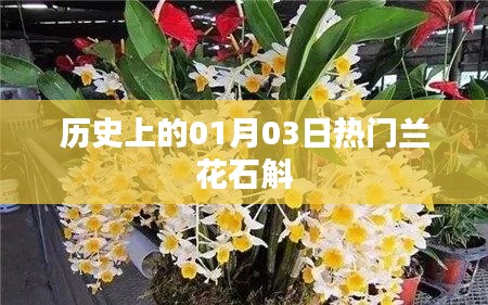 兰花石斛，历史上的热门时刻回顾
