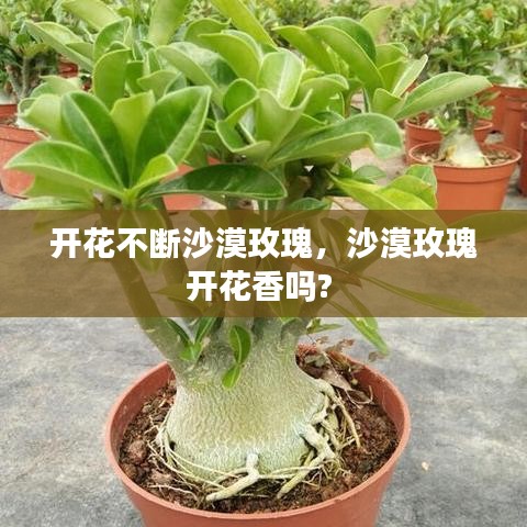 开花不断沙漠玫瑰，沙漠玫瑰开花香吗? 