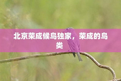 北京荣成候鸟独家，荣成的鸟类 