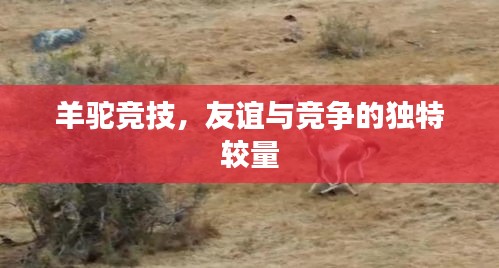 羊驼竞技，友谊与竞争的独特较量