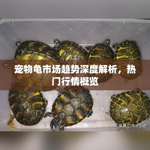 宠物龟市场趋势深度解析，热门行情概览