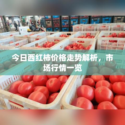 今日西红柿价格走势解析，市场行情一览