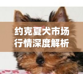 约克夏犬市场行情深度解析