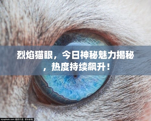 烈焰猫眼，今日神秘魅力揭秘，热度持续飙升！