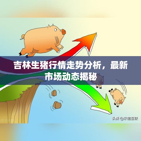 吉林生猪行情走势分析，最新市场动态揭秘