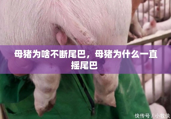 母猪为啥不断尾巴，母猪为什么一直摇尾巴 
