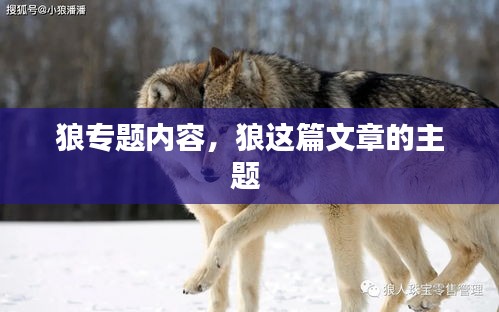 狼专题内容，狼这篇文章的主题 