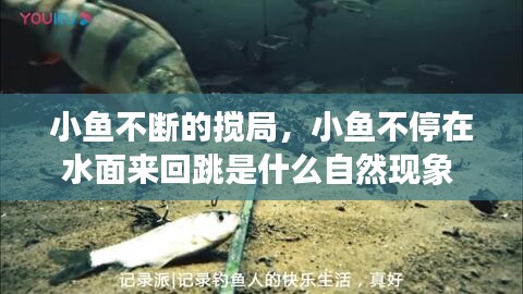 小鱼不断的搅局，小鱼不停在水面来回跳是什么自然现象 