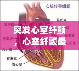 百鸟齐鸣 第2页