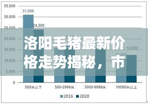 洛阳毛猪最新价格走势揭秘，市场动态与分析报告