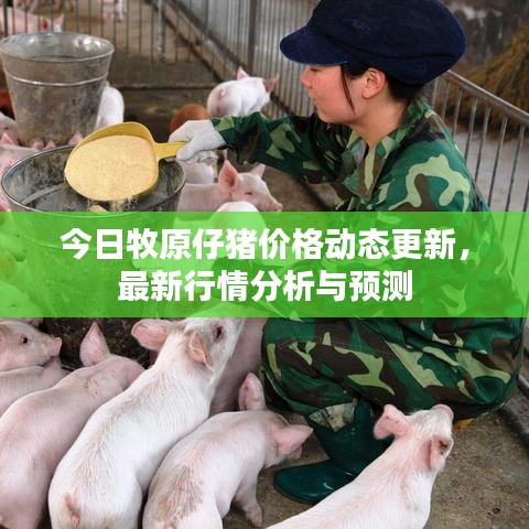 今日牧原仔猪价格动态更新，最新行情分析与预测
