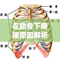 左肋骨下疼痛原因解析与保健建议