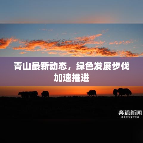 青山最新动态，绿色发展步伐加速推进
