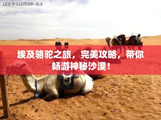 埃及骆驼之旅，完美攻略，带你畅游神秘沙漠！