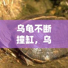 乌龟不断撞缸，乌龟突然很躁动撞缸 