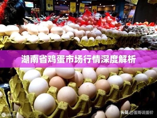 湖南省鸡蛋市场行情深度解析