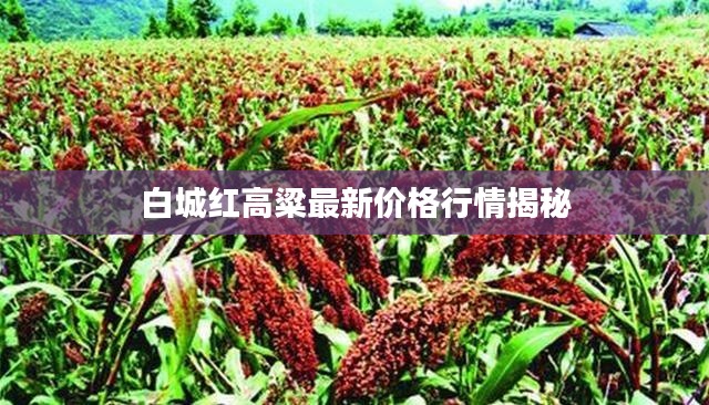 白城红高粱最新价格行情揭秘