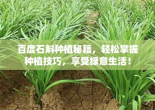 百度石斛种植秘籍，轻松掌握种植技巧，享受绿意生活！