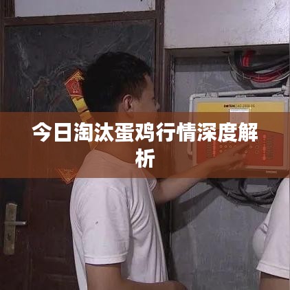 今日淘汰蛋鸡行情深度解析