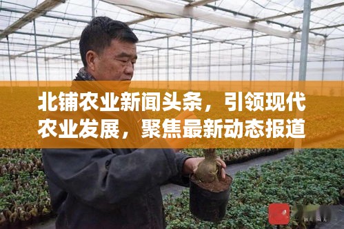 北铺农业新闻头条，引领现代农业发展，聚焦最新动态报道