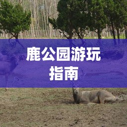 鹿公园游玩指南
