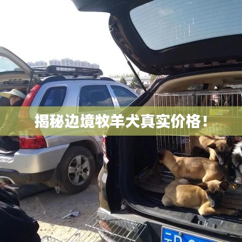 揭秘边境牧羊犬真实价格！