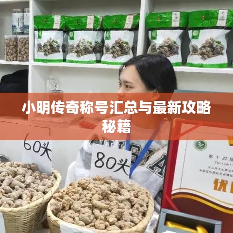 小明传奇称号汇总与最新攻略秘籍