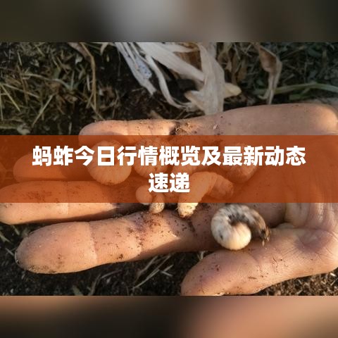 蚂蚱今日行情概览及最新动态速递