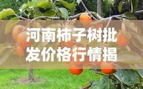河南柿子树批发价格行情揭秘，最新趋势与优惠动态一网打尽！