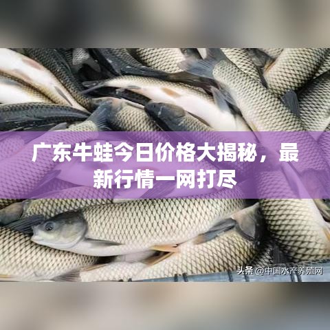 广东牛蛙今日价格大揭秘，最新行情一网打尽
