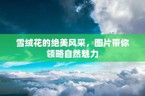 雪绒花的绝美风采，图片带你领略自然魅力