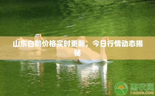 山东白鹅价格实时更新，今日行情动态揭秘