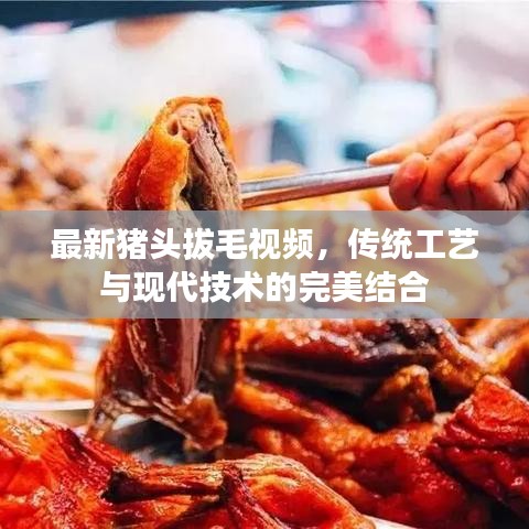 最新猪头拔毛视频，传统工艺与现代技术的完美结合