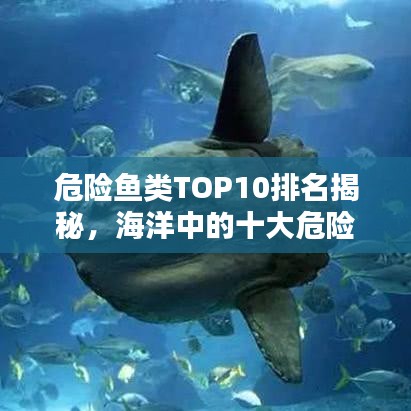 危险鱼类TOP10排名揭秘，海洋中的十大危险鱼类！
