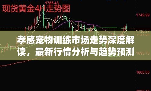 孝感宠物训练市场走势深度解读，最新行情分析与趋势预测