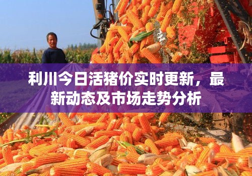 利川今日活猪价实时更新，最新动态及市场走势分析