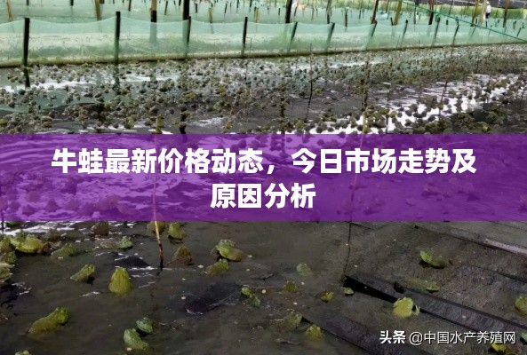 牛蛙最新价格动态，今日市场走势及原因分析