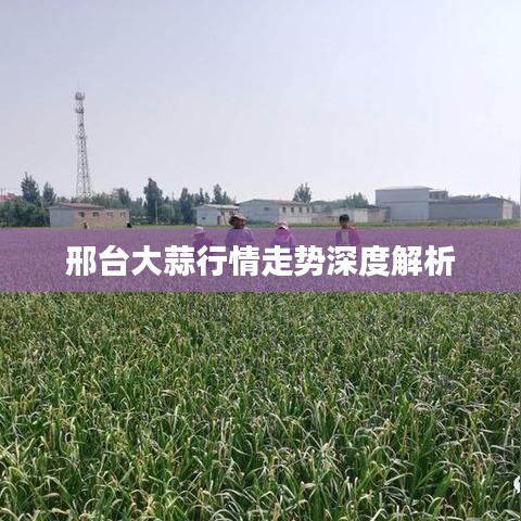 邢台大蒜行情走势深度解析