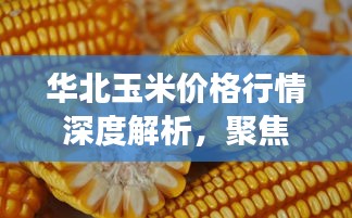 华北玉米价格行情深度解析，聚焦最新市场动态——XX月28日动态报告