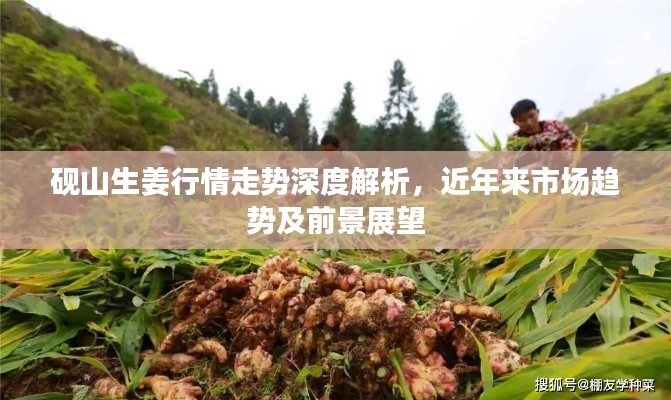 砚山生姜行情走势深度解析，近年来市场趋势及前景展望