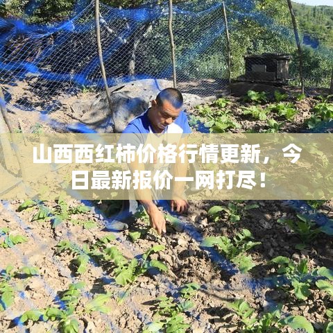 山西西红柿价格行情更新，今日最新报价一网打尽！