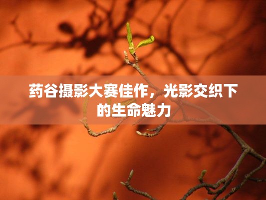 药谷摄影大赛佳作，光影交织下的生命魅力