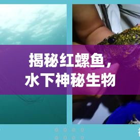 揭秘红螺鱼，水下神秘生物的深度探索
