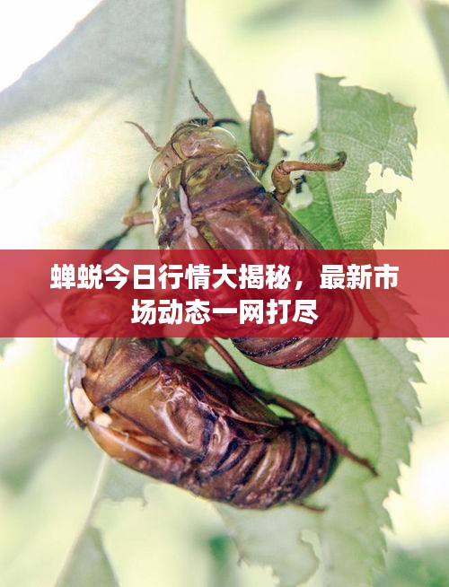 蝉蜕今日行情大揭秘，最新市场动态一网打尽